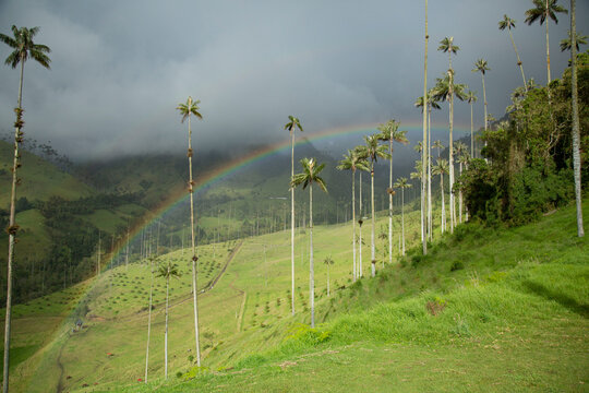Paisaje en eje cafetero Colombia
valle del cocora
arcoiris
