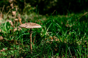 mushroom umbel Macrolepiota procera on a green sunny lawn. View from above. copy space