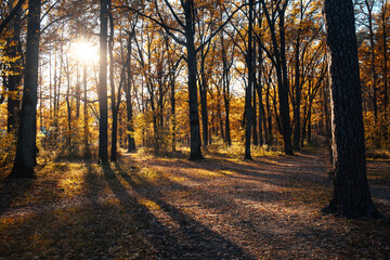 Autumn landscape beautiful colored trees in the forest, glowing in sunlight. wonderful picturesque background. color in nature. gorgeous view. Amazing nature landscape..