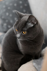 portrait of a British gray cat, close-up, space copy - 525962024