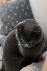 portrait of a British gray cat, close-up, space copy