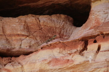 Lagarto em pedras das serras gerais, Tocantins