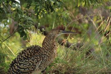 Soco boi camiflado na mata