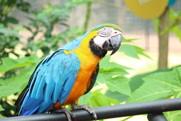 Arara no parque zoobotanico da vale, dm Parauapebas, Pará