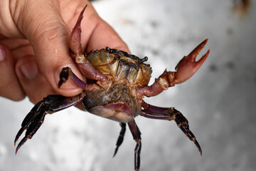 crab in hand
