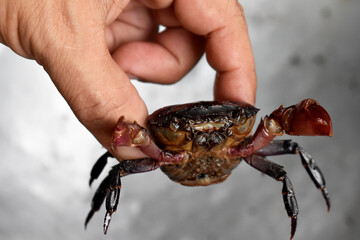 crab in hand