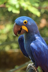 Arara azul no parque zoobotanico da vale, dm Parauapebas, Pará