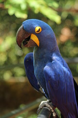 Arara azul no no parque zoobotanico da vale, dm Parauapebas, Pará