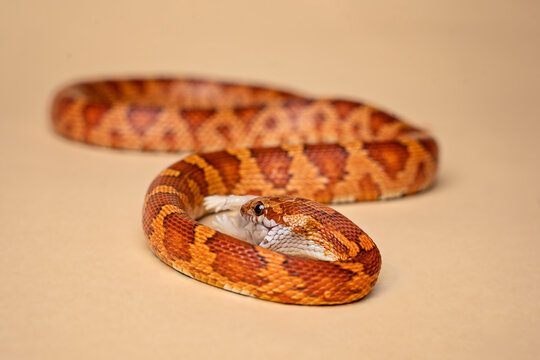 Corn snake being fed a mouse