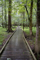 Oakridge Trail at Congaree National Park