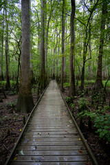 Oakridge Trail at Congaree National Park