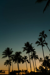 Obraz premium Silhouette of Palm Trees at Sunset