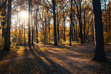 Fototapeta premium Autumn landscape beautiful colored trees in the forest, glowing in sunlight. wonderful picturesque background. color in nature. gorgeous view. Amazing nature landscape..
