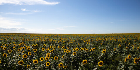 Sunflower field landscape close up