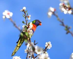 A bright multi-colored lorikeet parrot sits on a branch of an almond tree with white flowers against a blue sky