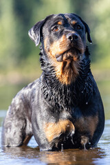 Obraz premium Portrait of a dog