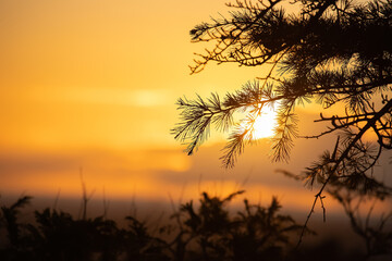 Branches of a coniferous tree with needles close-up against the backdrop of a sunset