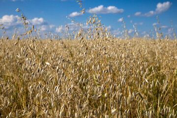 A field of different varieties of oats and barley.