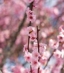 Bee sets on a blooming cherry tree branch with pink flowers picking nectar up, close up