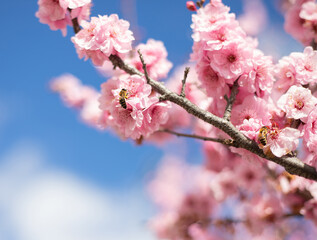 Obraz premium Two bees set on a blooming cherry tree branch with pink flowers picking nectar up, close up