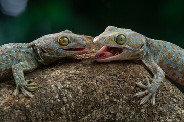Two tokay geckos opening their mouth on a wood