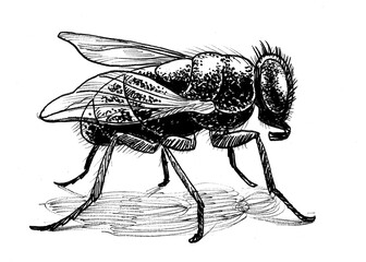 Regular domestic fly. Ink black and white drawing