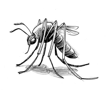 recommend clip art: Mosquito insect. Ink black and white drawing