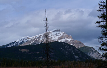 Snow Mountain with a burnt tree  in Alberta Canada, Snow 
