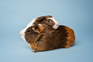 Studio portrait of 2 guinea pigs