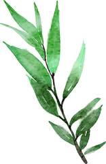 Eucalyptuses leaf watercolor