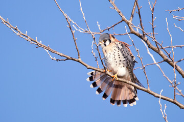 Kestrel perched on a branch
