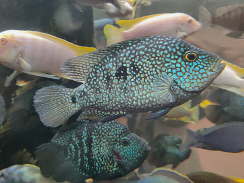 The Texas cichlid (Herichthys cyanoguttatus) in a Aquarium ,Selective focus.
