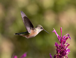 Fototapeta na wymiar hummingbird feeding on flowers