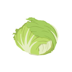 レタスのイラスト