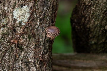 Shiitake mushroom - Lentinula edodes - is grew up on fallen tree in Japan.