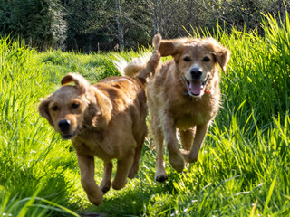 Two Golden Retrievers playing in tall grass in Washington State. 