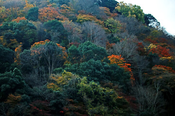 Fototapeta na wymiar The autumn season leaf change in Japan