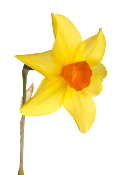 Quarter view of a single stem with an orange and yellow  flower of daffodil cultivar Starbrook