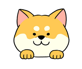 茶色い柴犬の顔