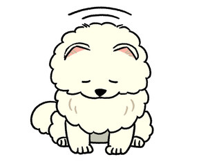 お辞儀している白いポメラニアン