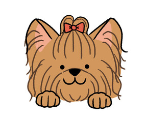 ヨークシャーテリアの顔