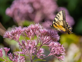 butterfly on Joe Pye weed flower