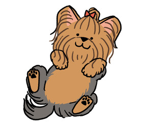 仰向けに寝転がっているヨークシャーテリア