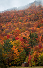 Obraz premium From out of the clouds and fog emerge lots of colorful trees and a single lonely shack