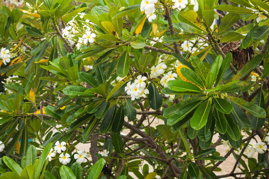 White Frangipani flower Plumeria alba with green leaves