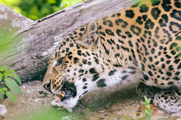 Leopard eating lunch