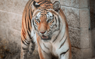 Fototapeta na wymiar Tiger staring