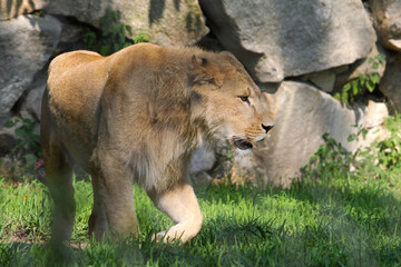 Lion moving