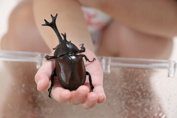 ケースの中のカブトムシを触る女の子