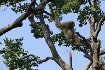 ときわ動物園、シロテナガザル、宇部、山口県